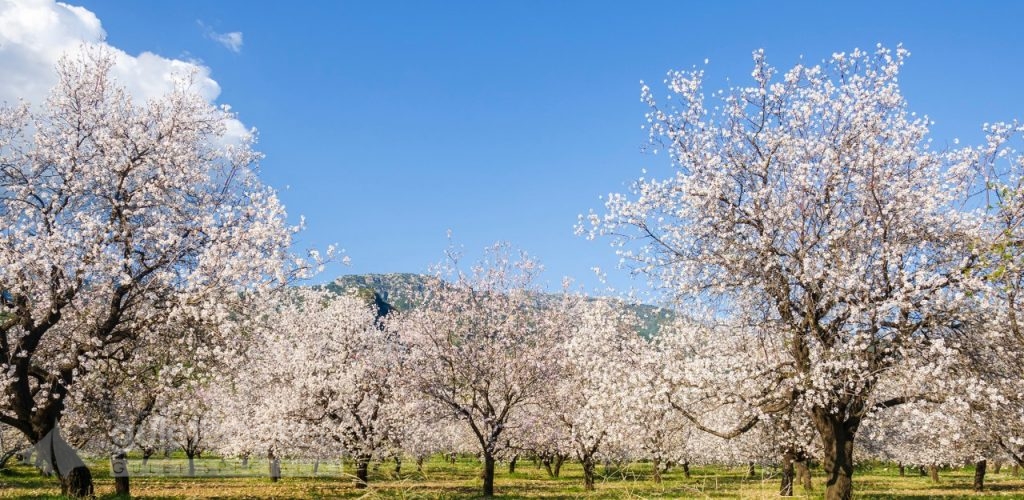 Almond trees blooming in the orchard against the blue. Datca, Mugla, Turkey