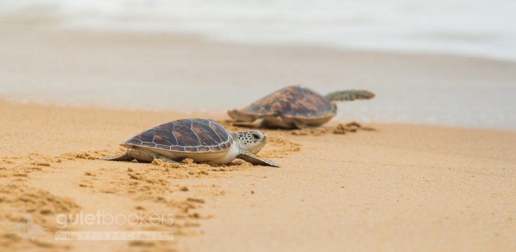 Sea Turtles (Caretta caretta)
